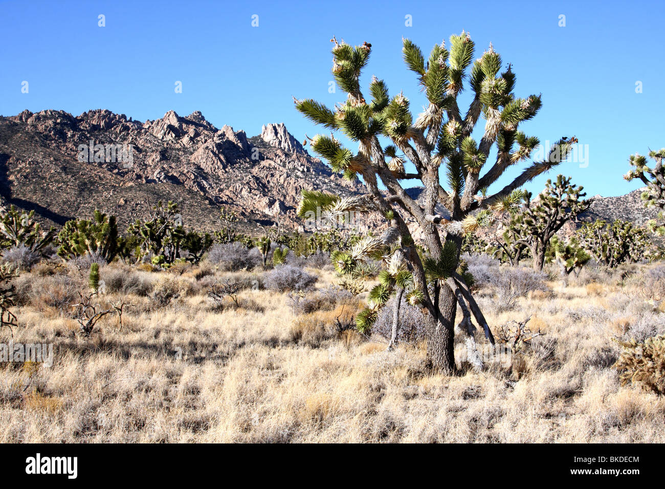 Joshua Tree and the New York Mountains in Caruthers Canyon in Mojave National Preserve Stock