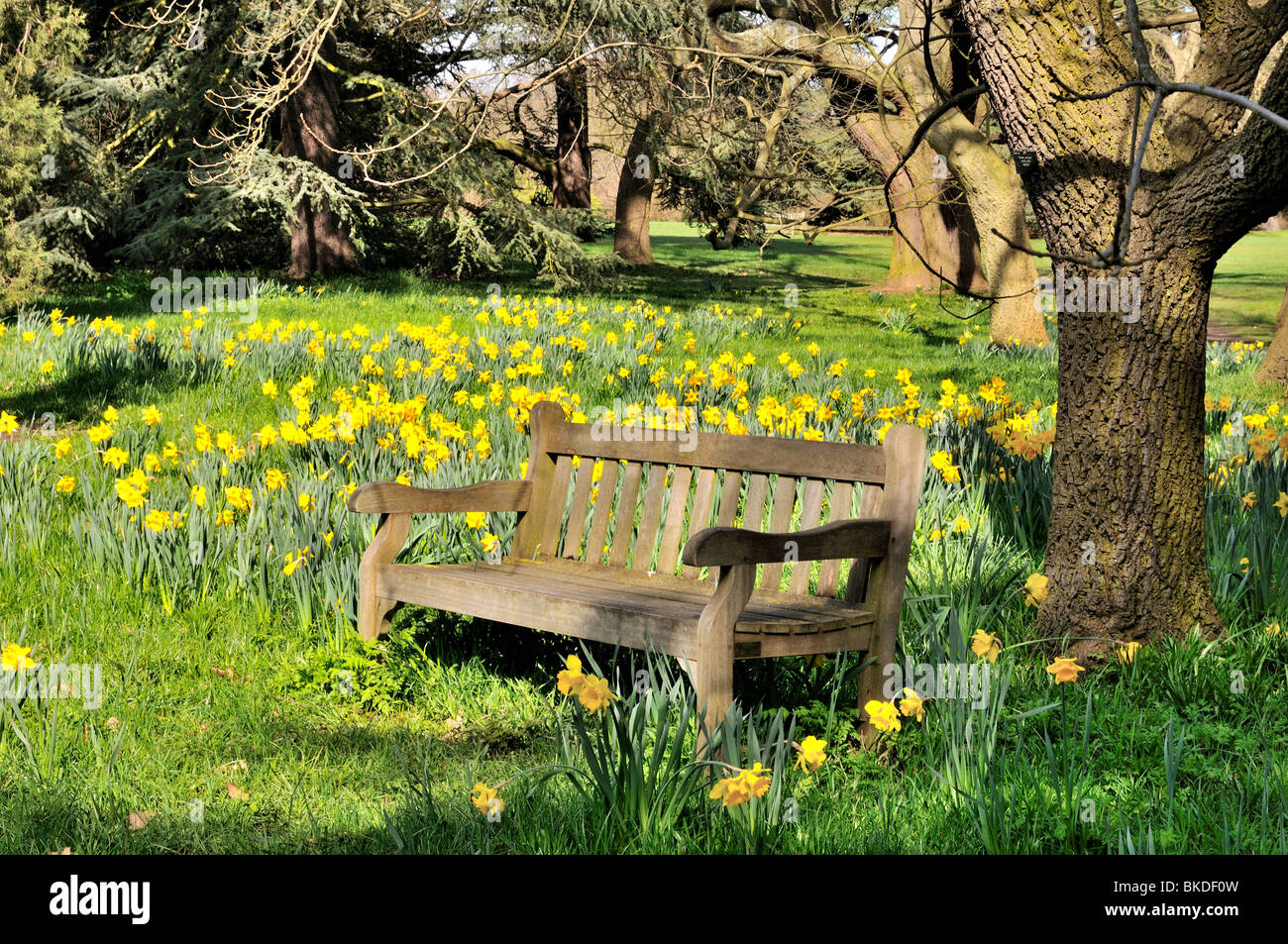 Woodland with daffodils and bench Stock Photo