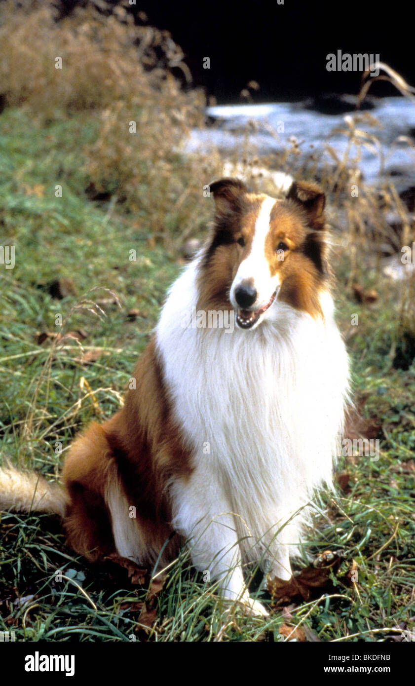 Lassie dog hi-res stock photography and images - Alamy