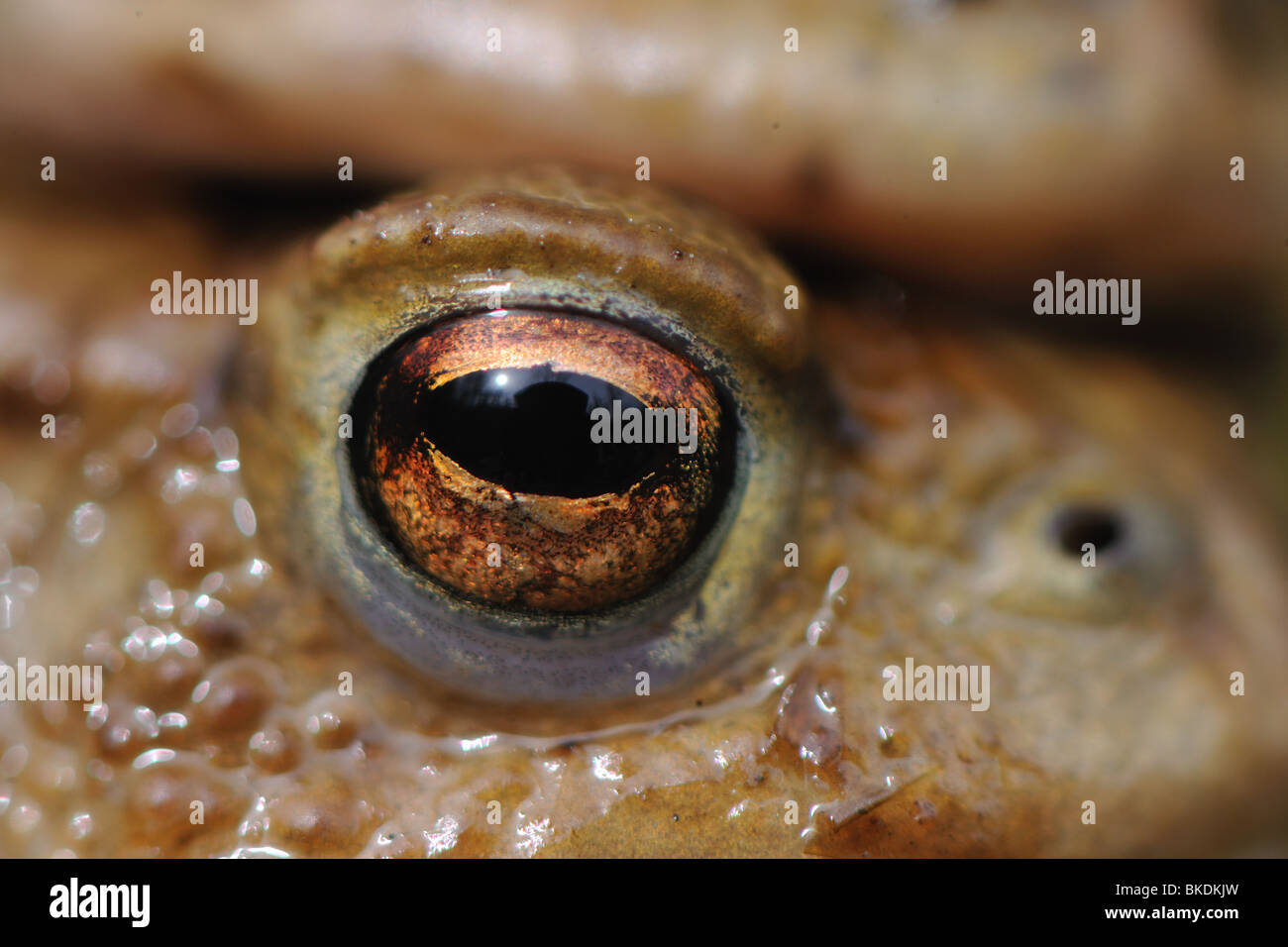 Eye detail of an european toad Stock Photo - Alamy