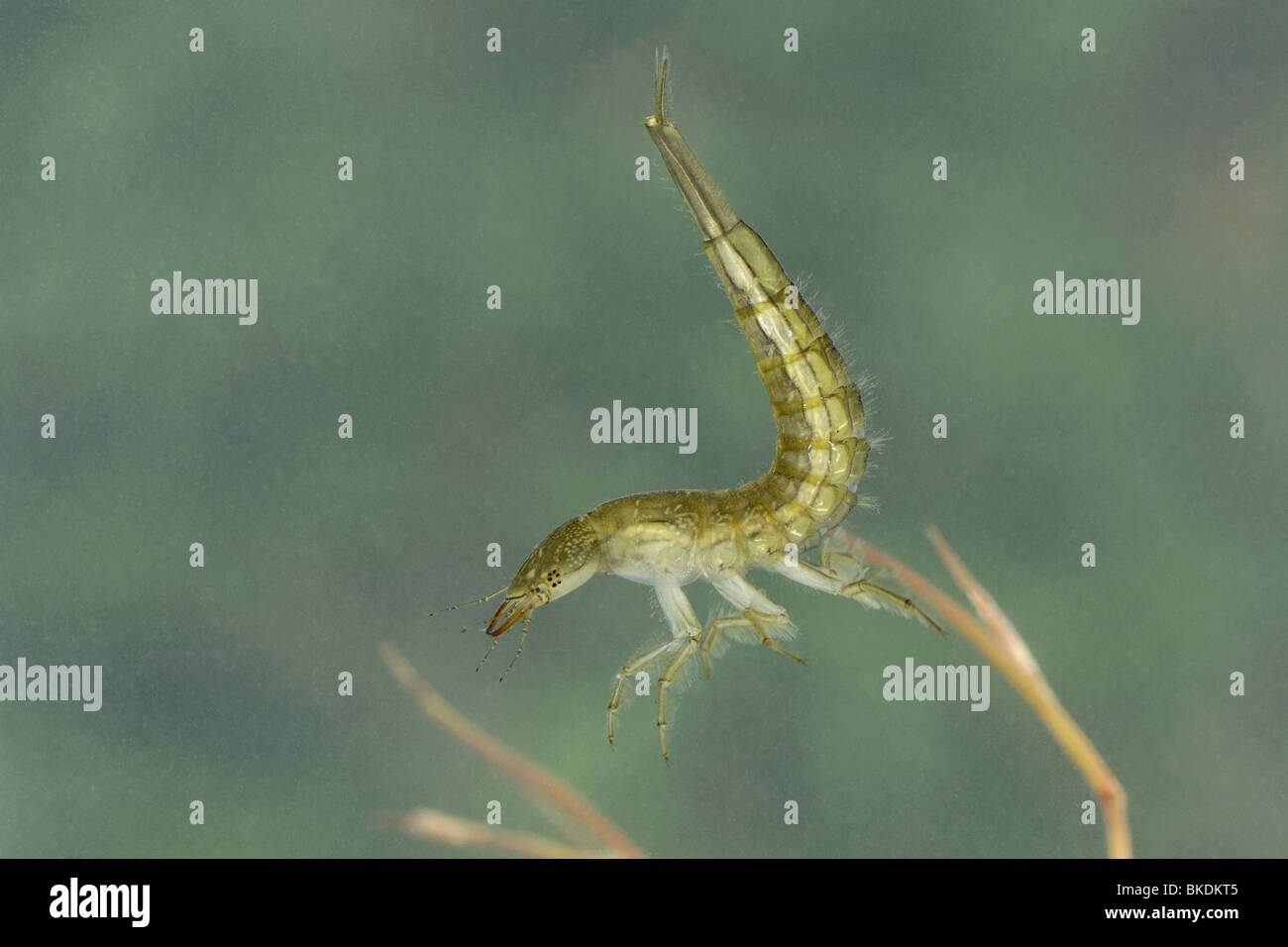 Larva of great diving beetle swimming in a puddle Stock Photo Alamy