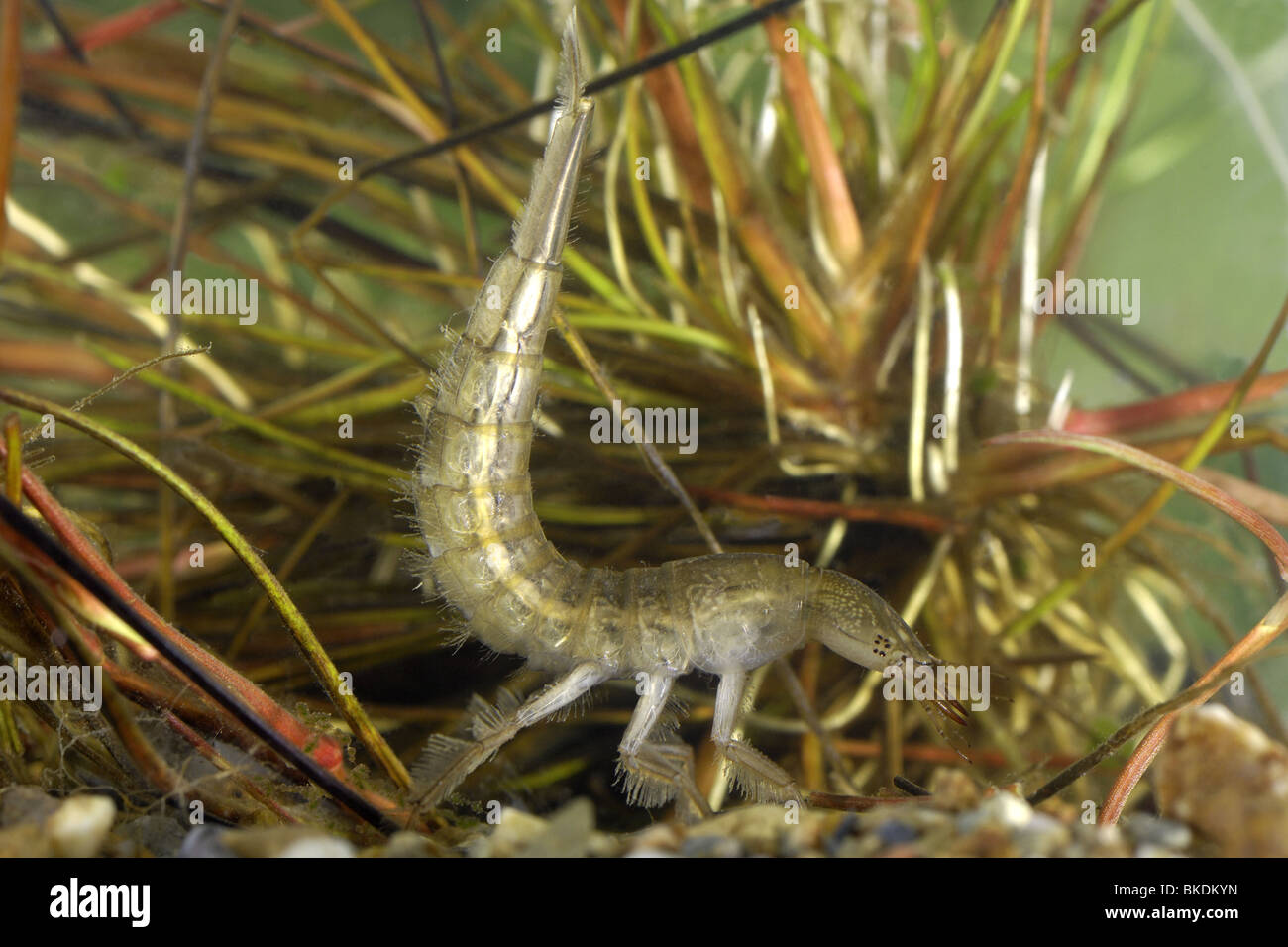 Larva of great diving beetle swimming in a puddle Stock Photo Alamy