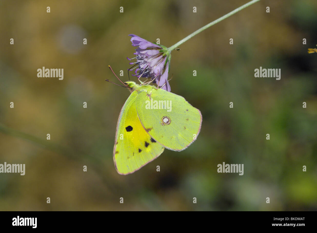 Clouded yellow butterfly wings closed on scabieusa flower in Provence Stock Photo