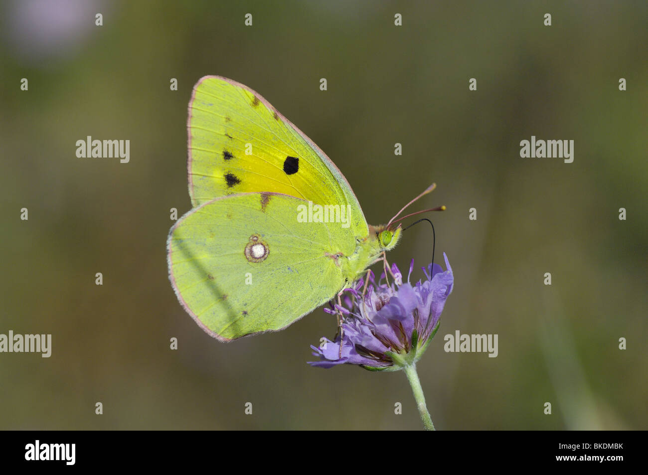 Clouded yellow butterfly wings closed on scabieusa flower in Provence Stock Photo