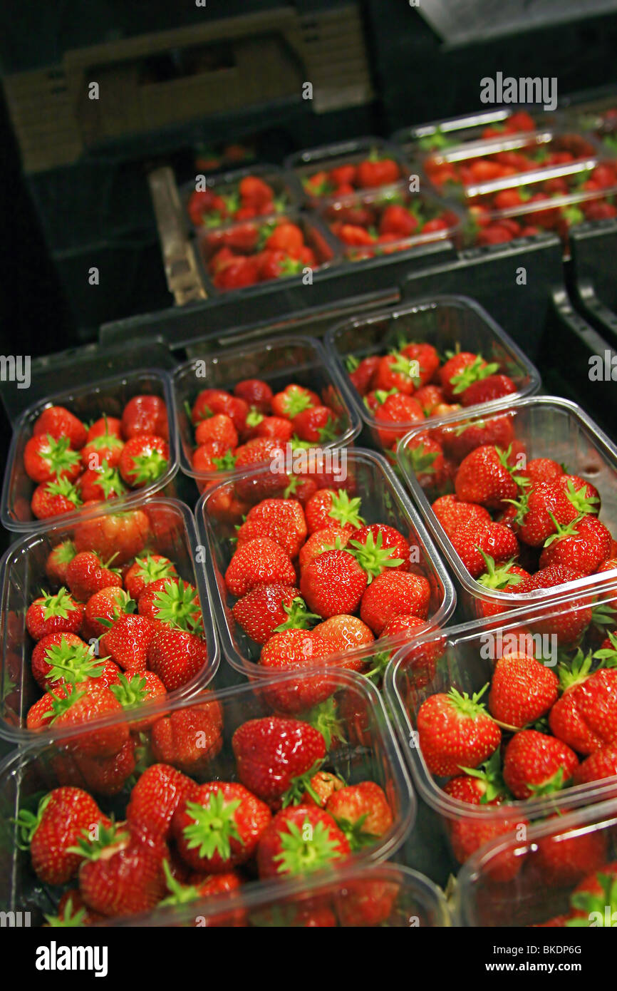 Commercial strawberry production on a farm near Bridgwater, Somerset