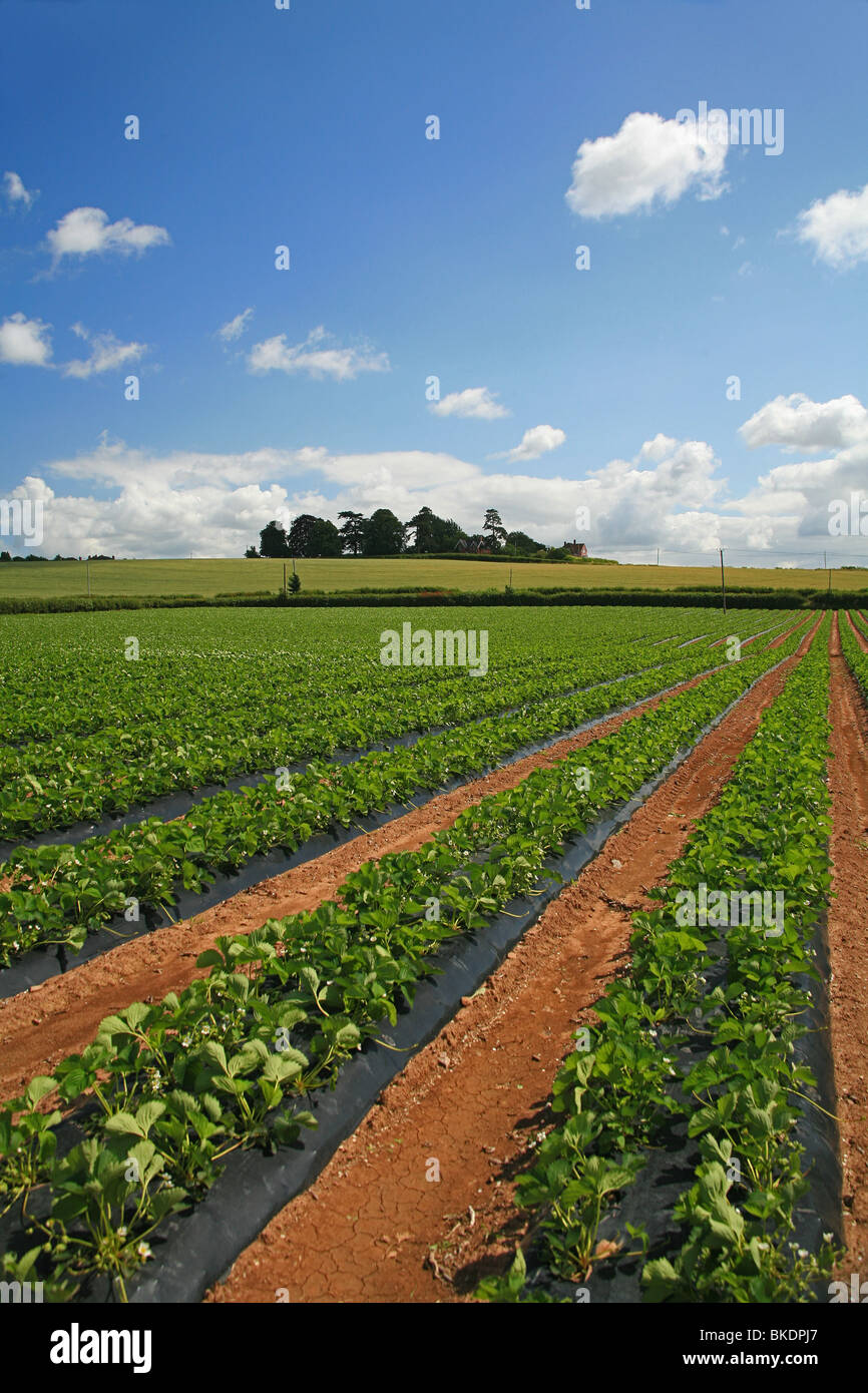 Commercial strawberry production on a farm near Bridgwater, Somerset