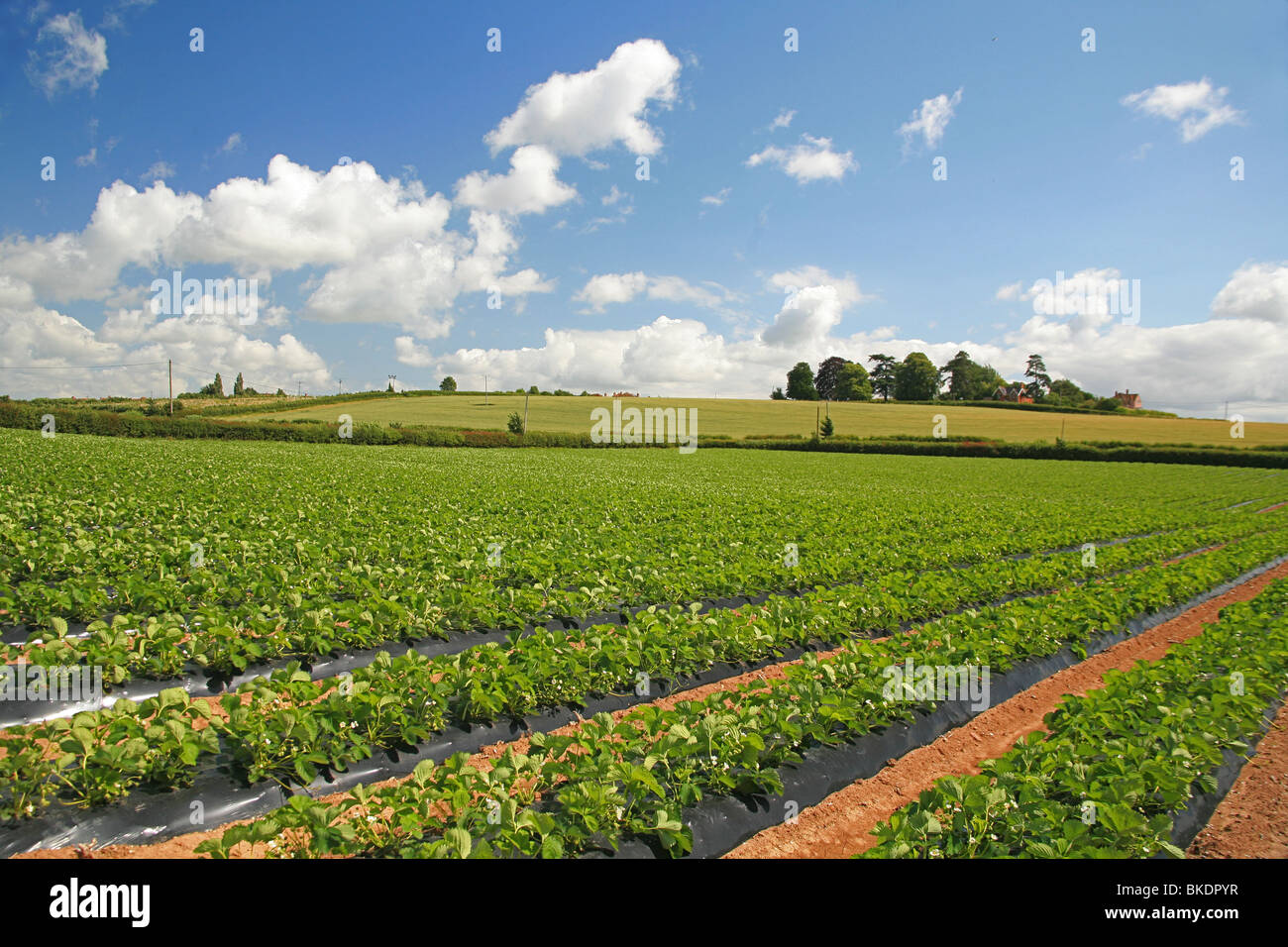 Commercial strawberry production on a farm near Bridgwater, Somerset