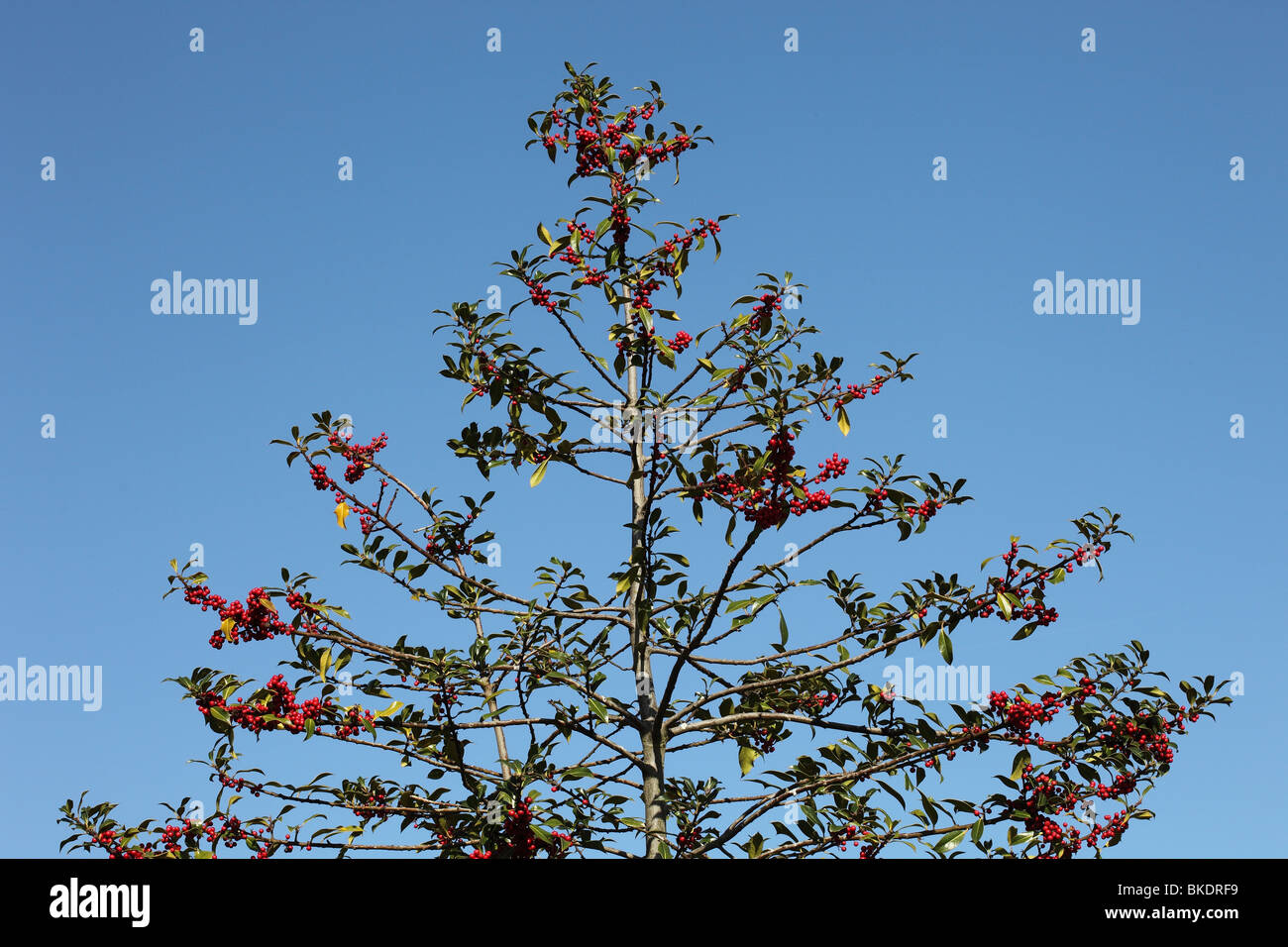 Holly tree in berry Stock Photo