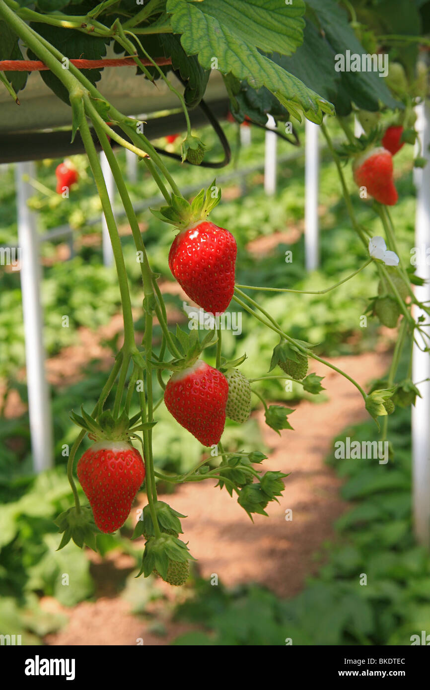 Commercial strawberry production on a farm near Bridgwater, Somerset
