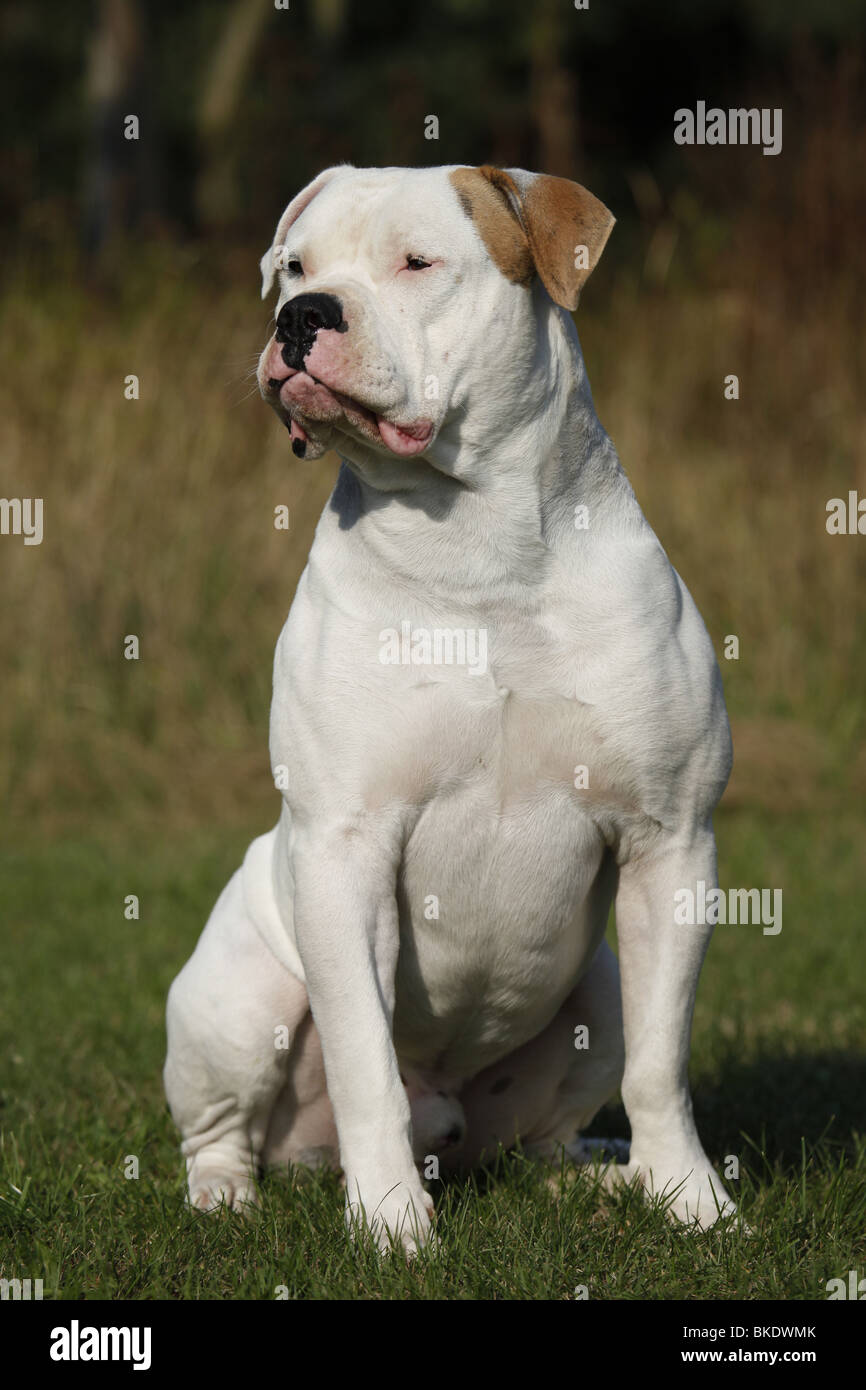 An Imposing Dog Of The American Bully Breed Stock Photo - Download