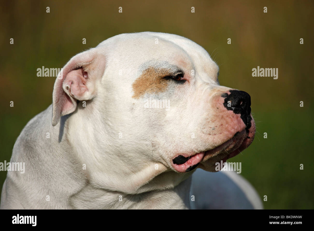 Bullenbeisser hi-res stock photography and images - Alamy