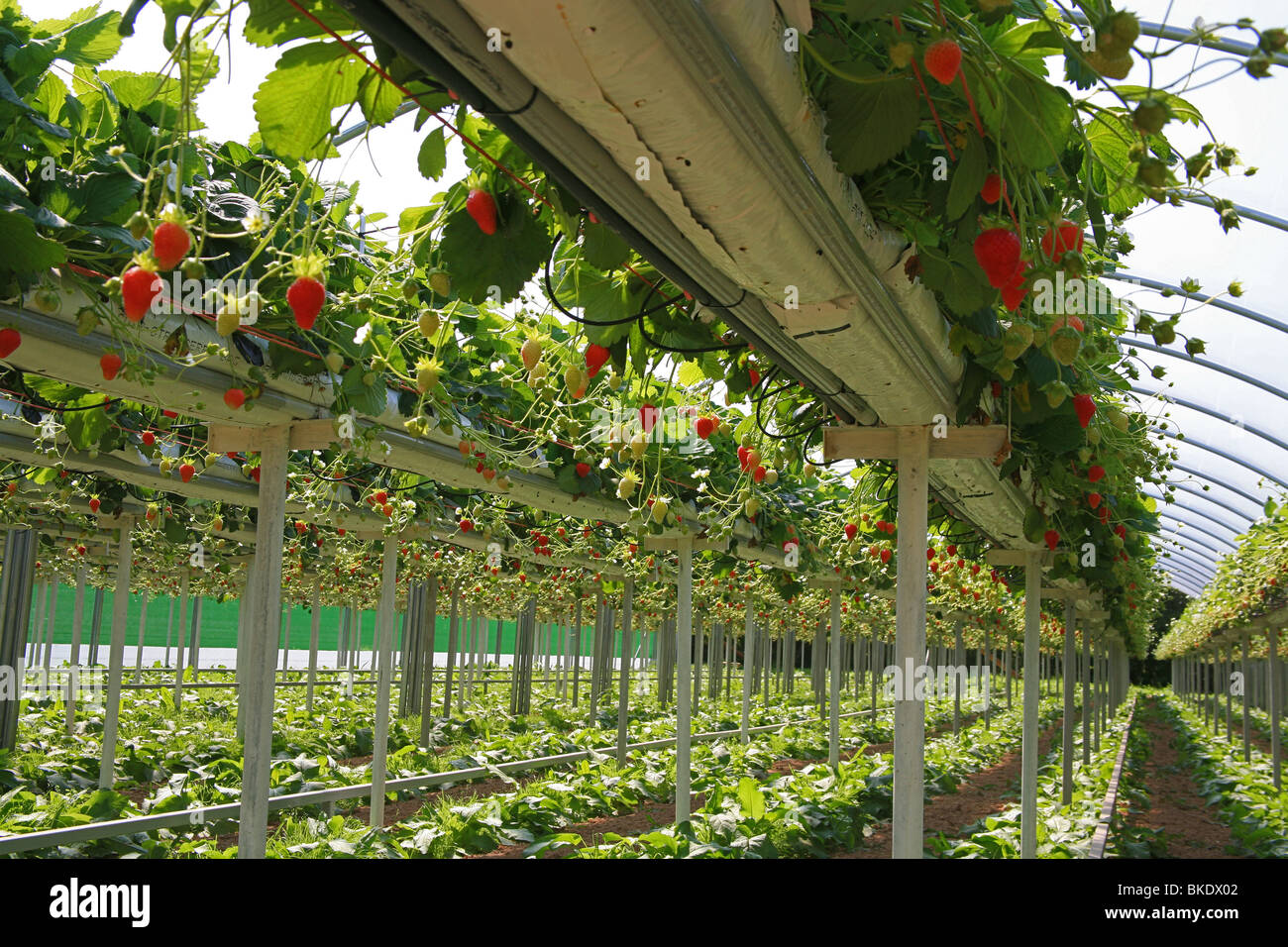 Commercial strawberry production on a farm near Bridgwater, Somerset
