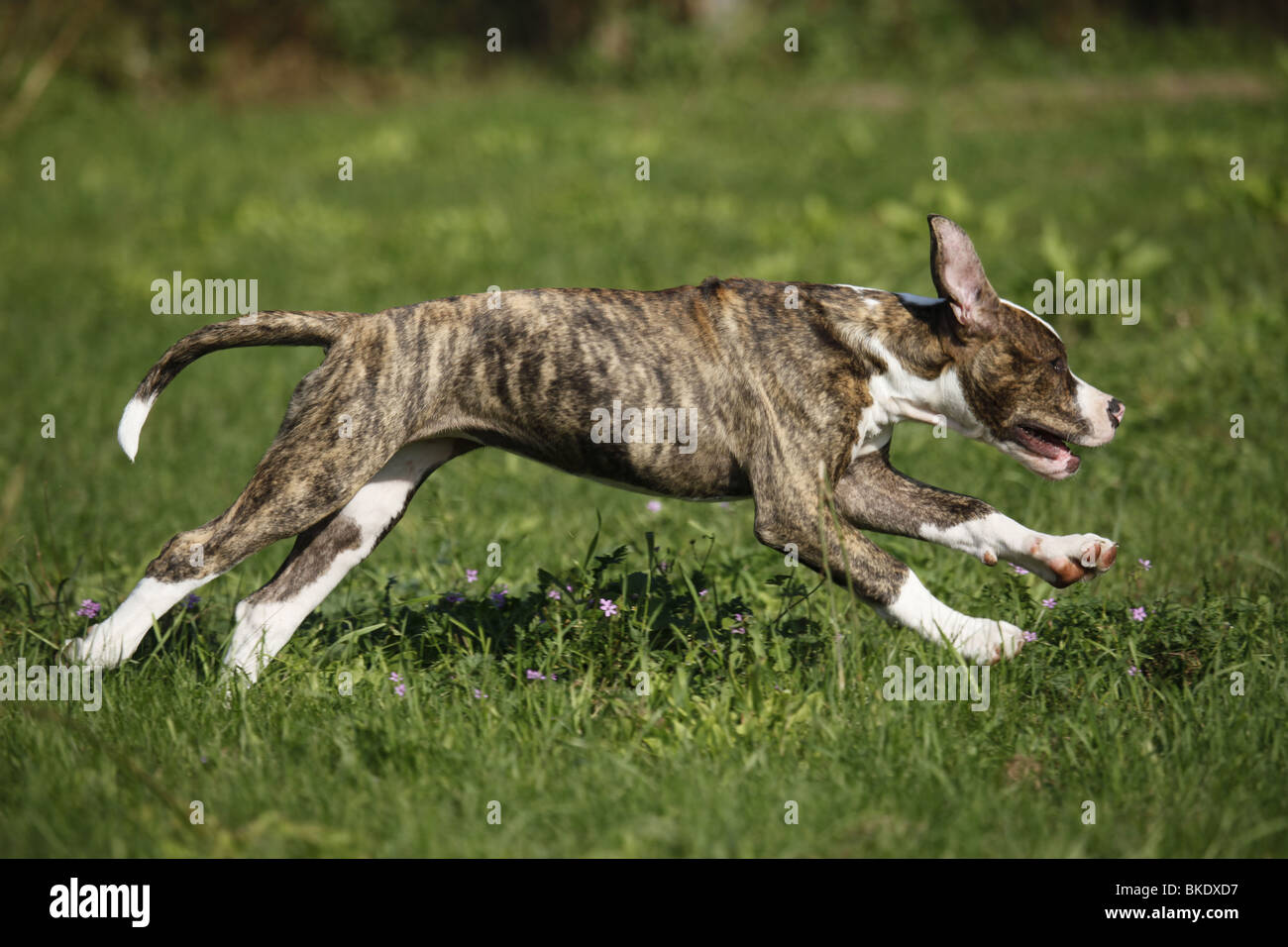Amerikanische Bulldogge / American Bulldog Stock Photo