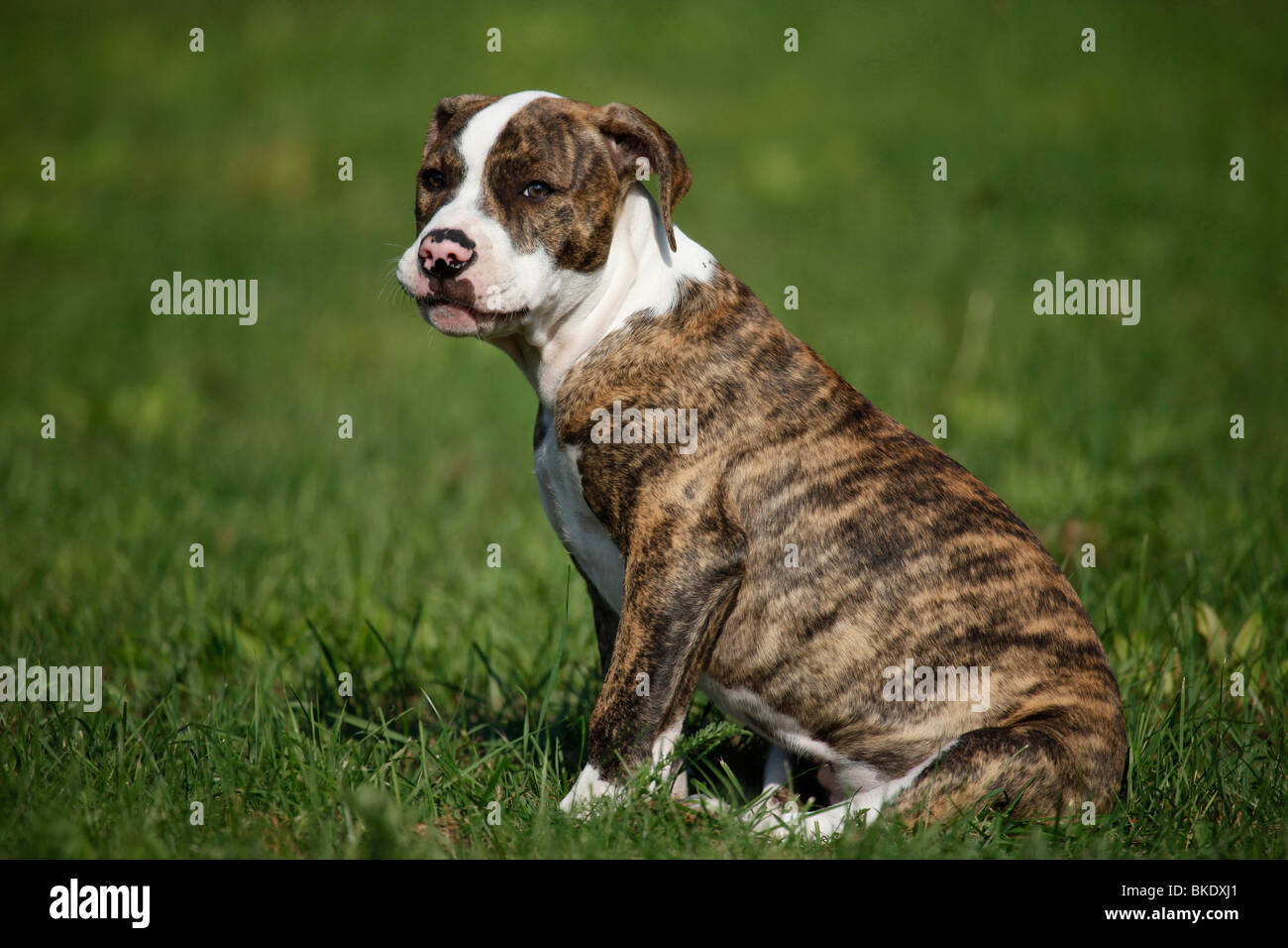 Amerikanische Bulldogge / American Bulldog Stock Photo