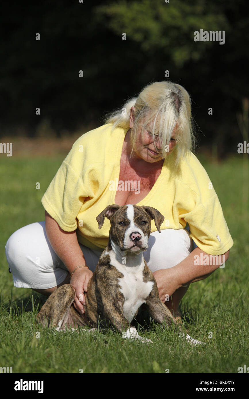 Amerikanische Bulldogge / American Bulldog Stock Photo