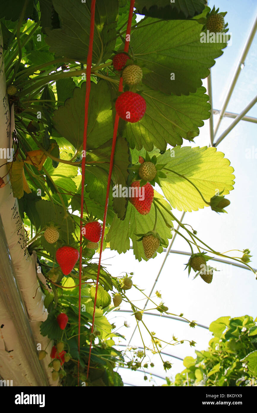 Commercial strawberry production on a farm near Bridgwater, Somerset