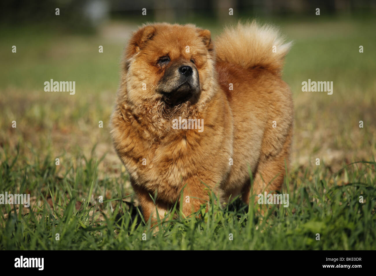 Chow Chow Hund High Resolution Stock Photography and Images - Alamy