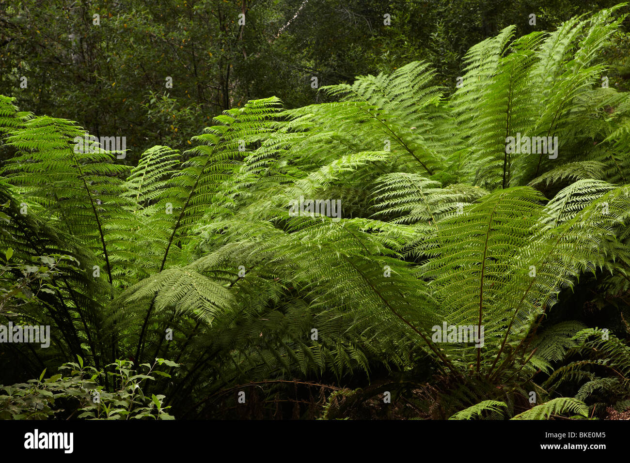 Ferns, Mount Field National Park, Tasmania, Australia Stock Photo