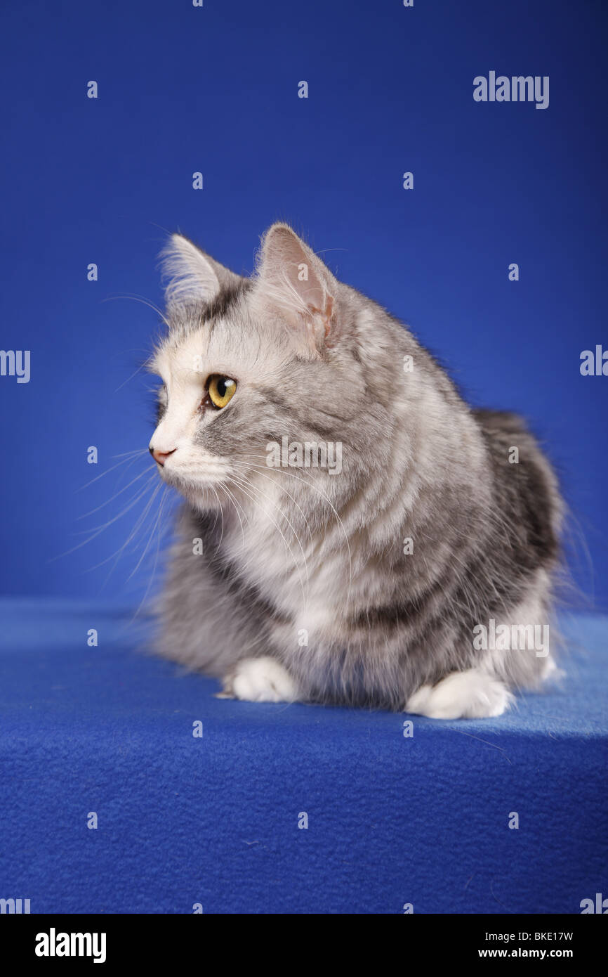 liegende Sibirische Katze / lying Siberian Cat Stock Photo