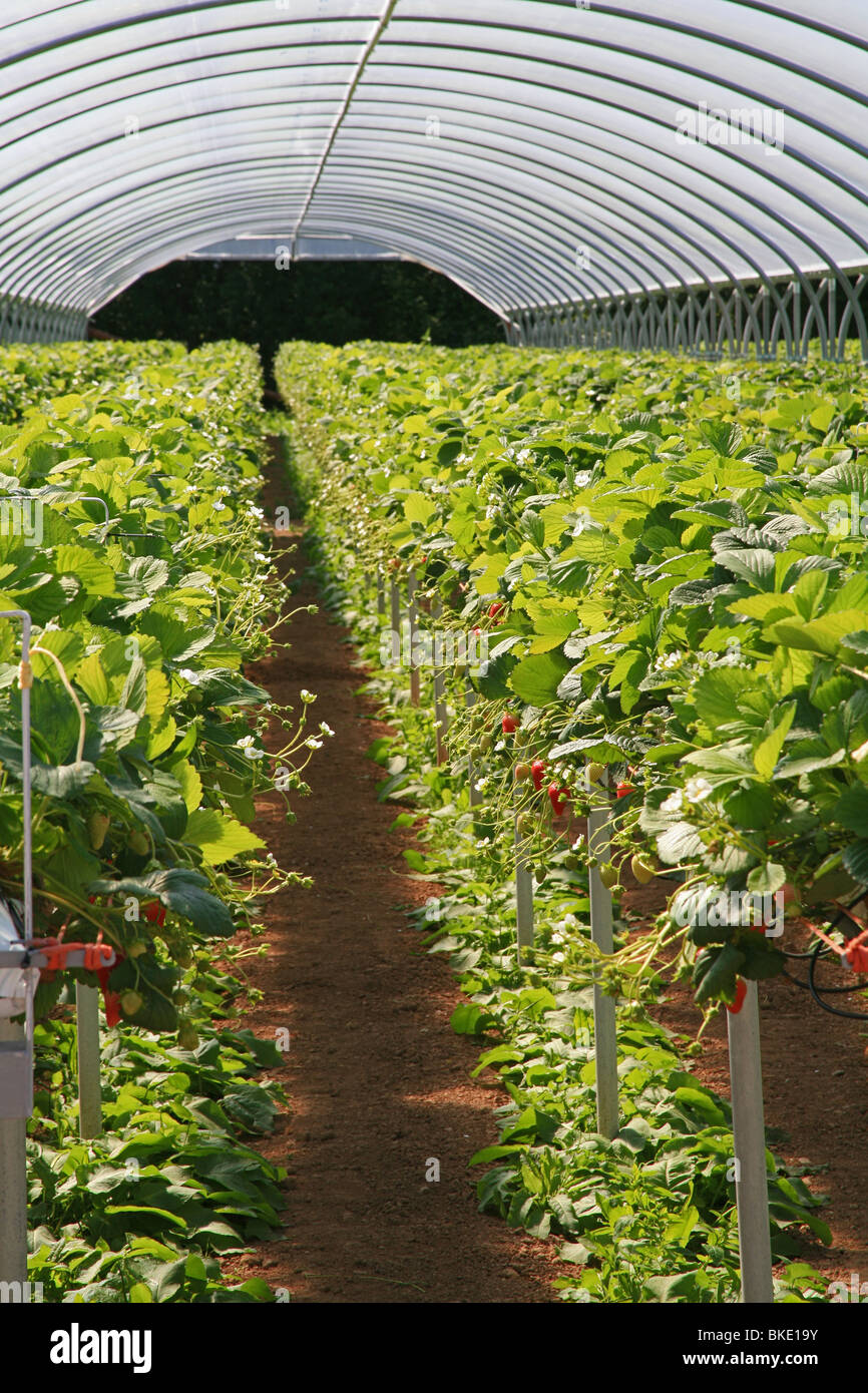 Commercial strawberry production on a farm near Bridgwater, Somerset