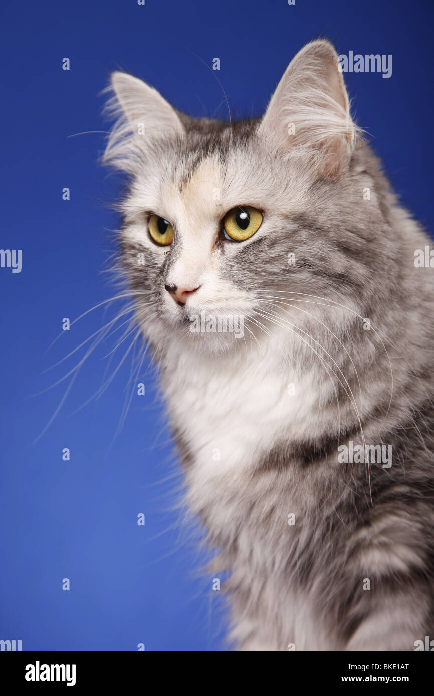 Sibirische Katze Portrait / Siberian Cat Portrait Stock Photo