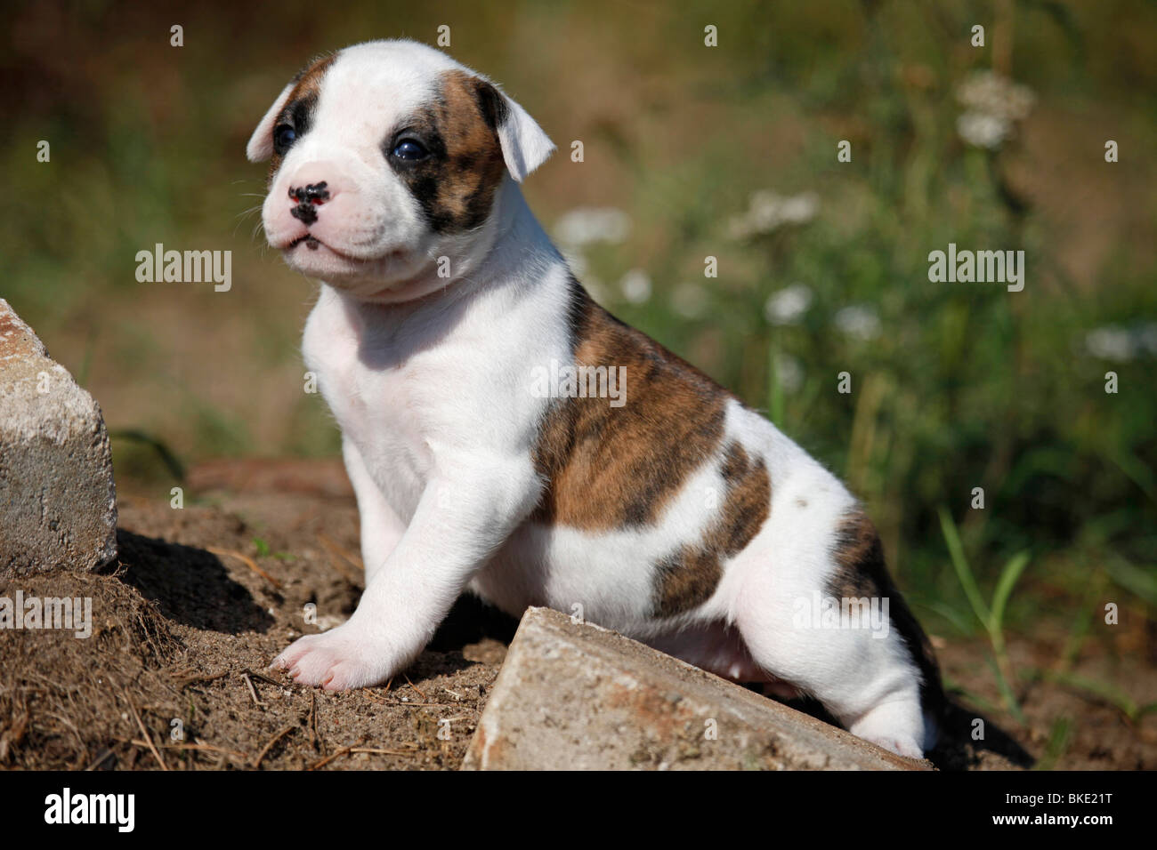 Amerikanische Bulldogge Welpe American Bulldog Puppy Stock Photo