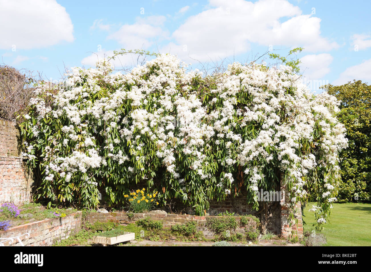 Clematis Armandii High Resolution Stock Photography And Images Alamy