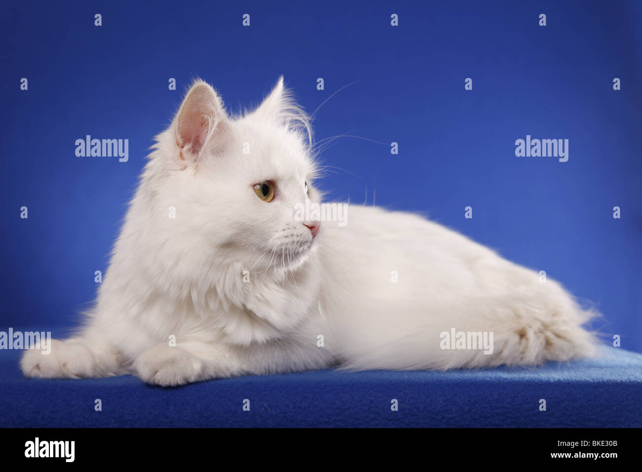 liegende Sibirische Katze / lying Siberian Cat Stock Photo