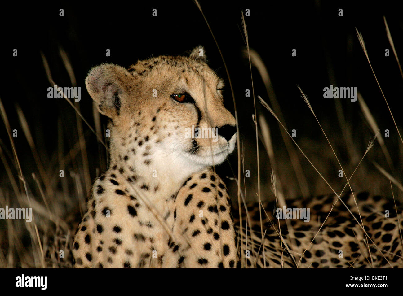 Cheetah at night Stock Photo