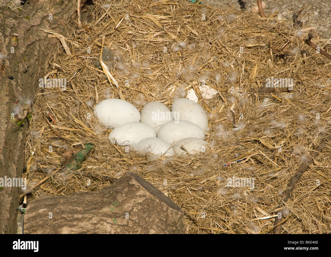 Swan eggs in nest Stock Photo Alamy