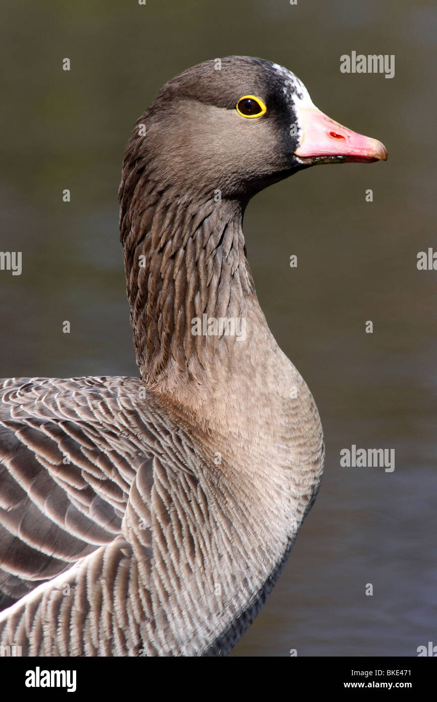 Close-up Of Head Of A Lesser White-fronted Goose Anser erythropus At Martin Mere WWT, Lancashire UK Stock Photo
