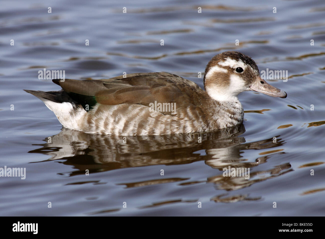 Female Ringed Teal Callonetta leucophrys Swimming At Martin Mere WWT, Lancashire UK Stock Photo