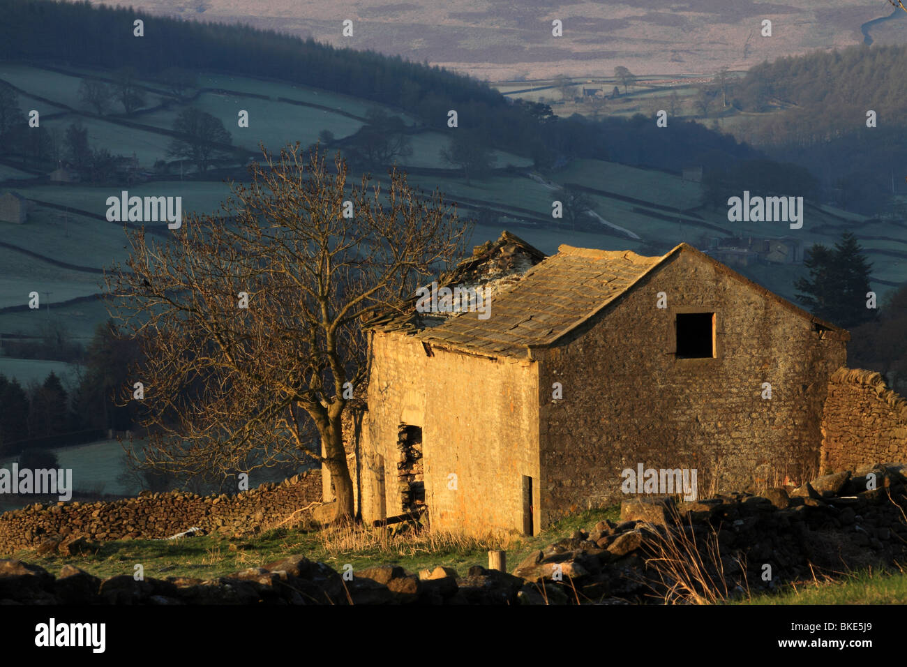 A partly ruined field barn near Appletreewick, Upper Wharfedale, Yorkshire Dales, England, UK Stock Photo