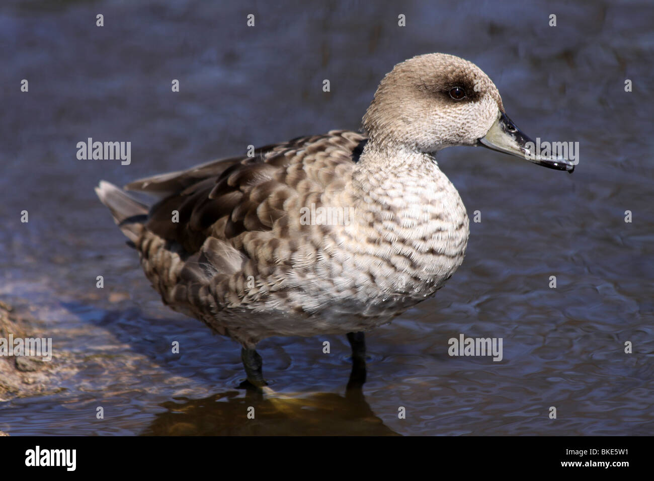 Marbled Teal Marmaronetta angustirostris Standing In Water At Martin Mere WWT, Lancashire UK Stock Photo