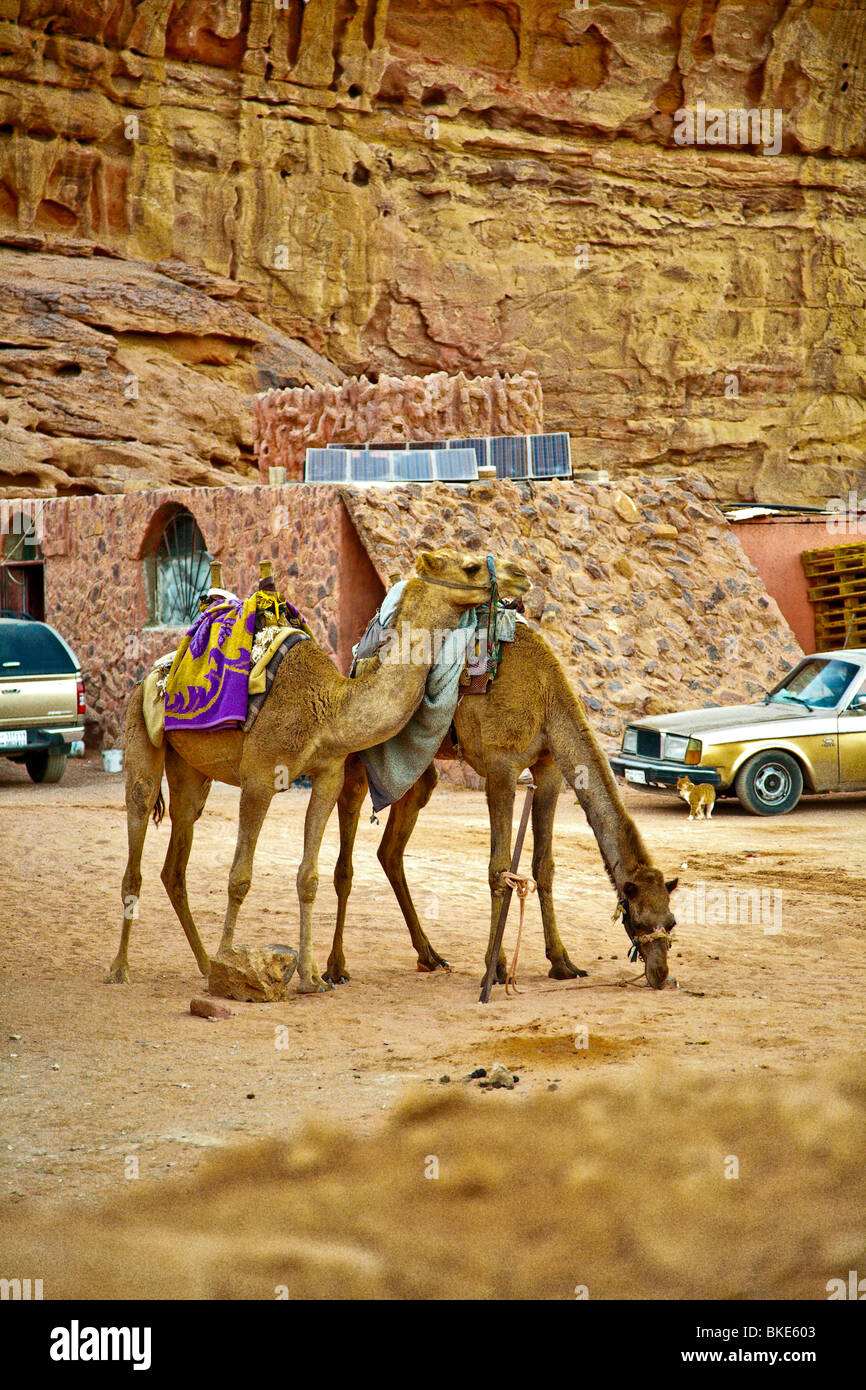 Riding Camels in the Desert , Wadi Rum , Jordan Stock Photo Alamy