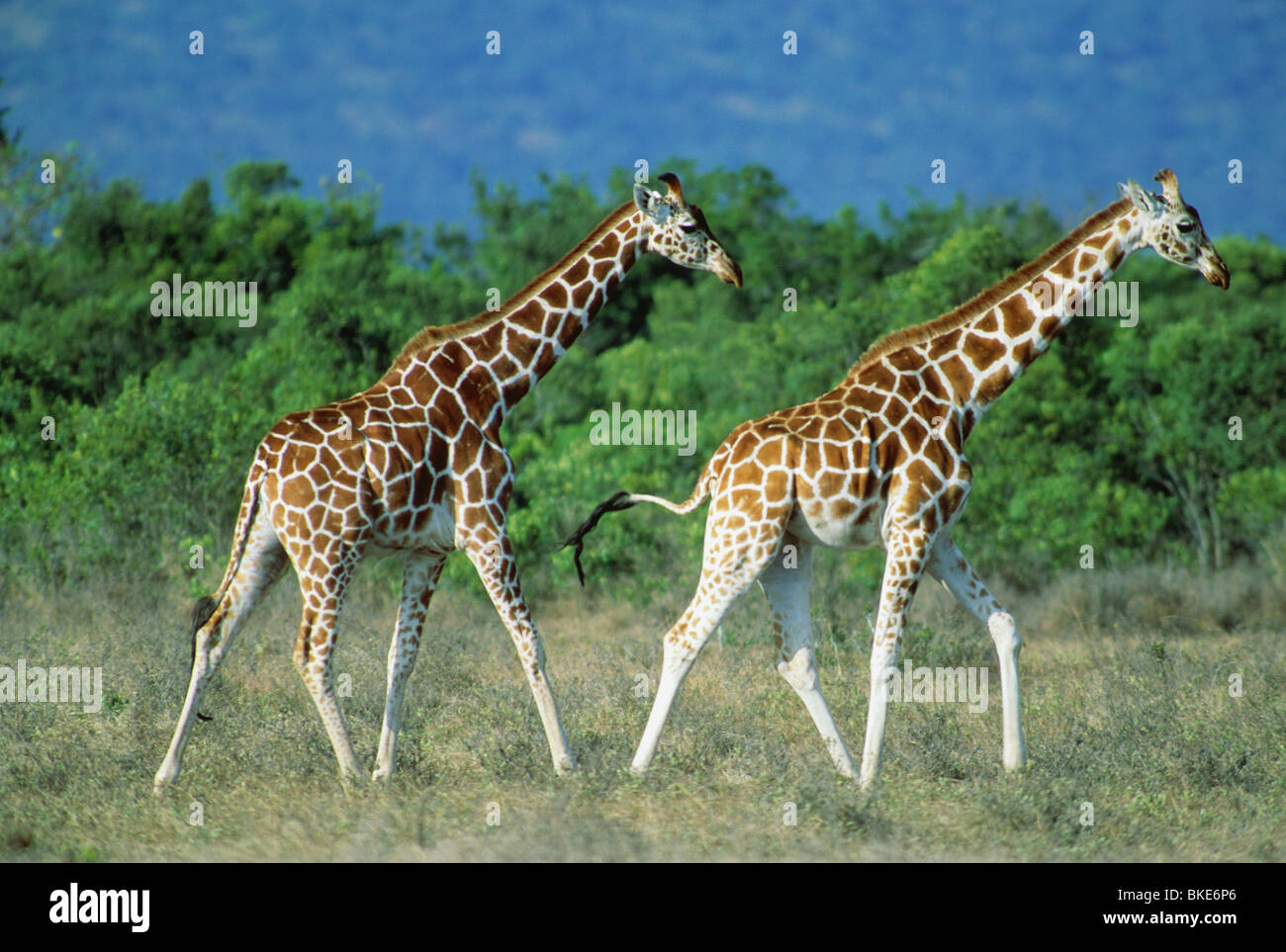 Reticulated Giraffe, (G. camelopardalis reticulata), group, Aberdares Area, northern Kenya. Stock Photo