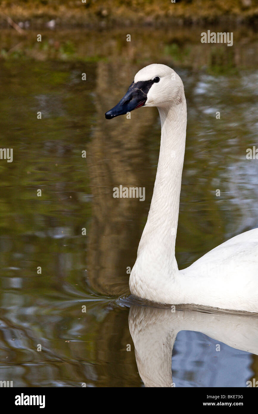 Swimming Trumpeter Swan Stock Photo