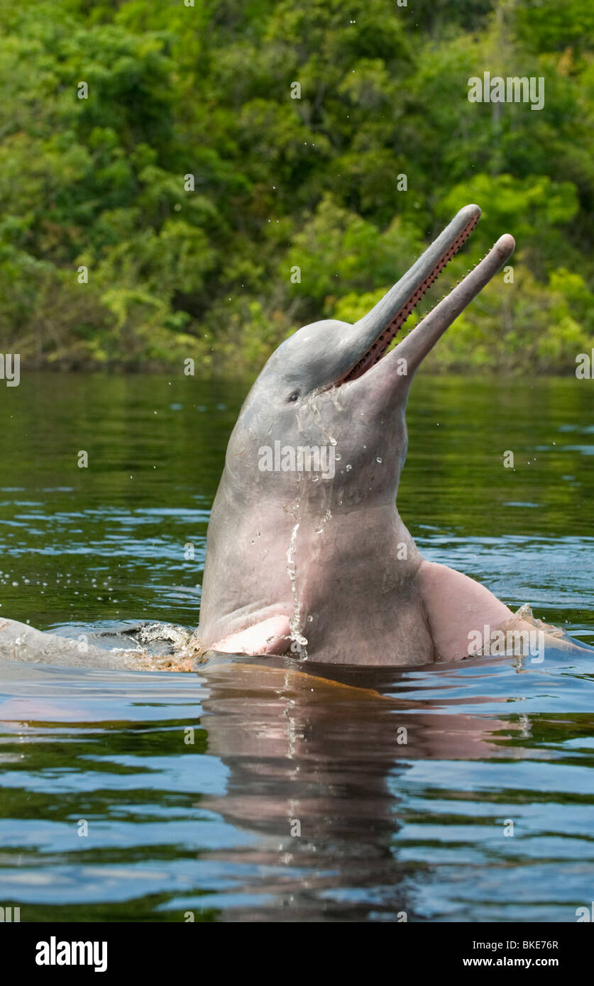 Amazon River Dolphin or Boto (Inia geoffrensis) Jumping, Rio Negro  Amazonia, Brazil Stock Photo - Alamy