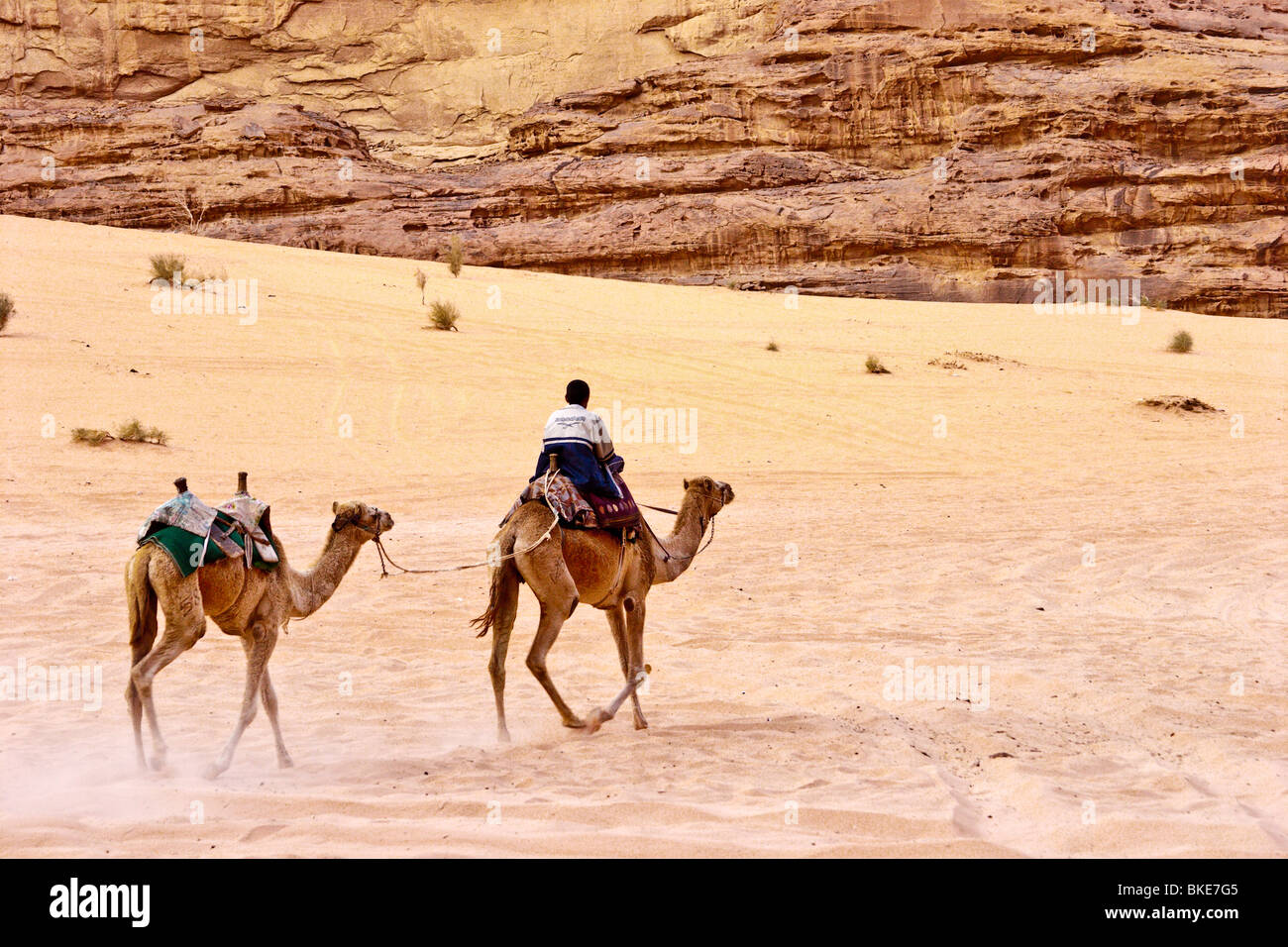 Ridden camels hi-res stock photography and images - Alamy