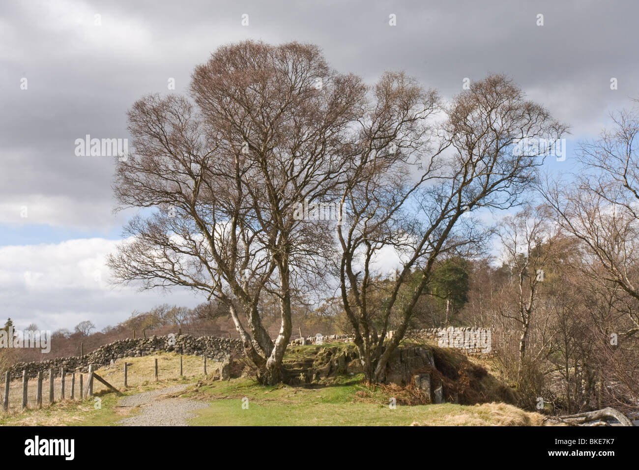 Birch tree growing alongside the Pennine Way in Upper Teesdale, UK Stock Photo