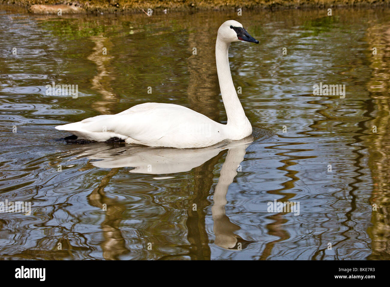 elegant Trumpeter swan Stock Photo
