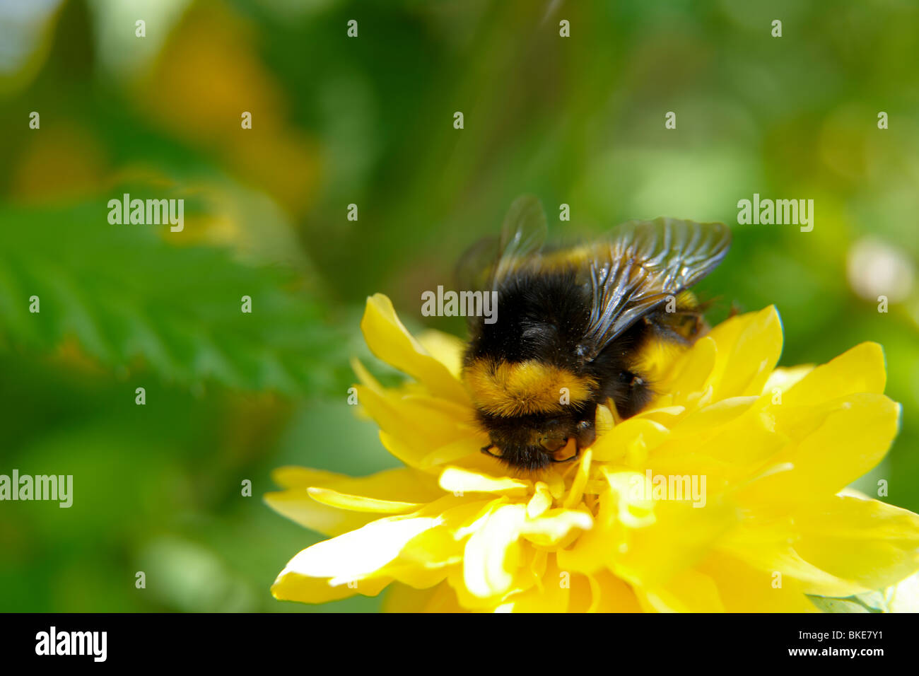 Bumble Bee Pollen High Resolution Stock Photography and Images - Alamy