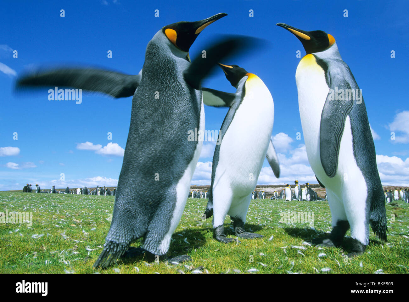 King Penguins, (Aptenodytes patagonicus), trio fighting, Volunteer Point, Falkland Islands. Stock Photo