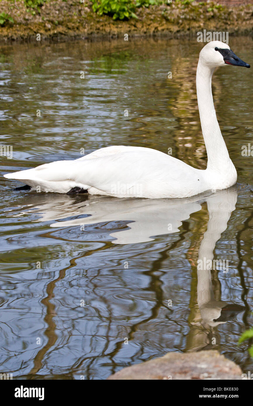 beauty in nature a Trumpeter swan Stock Photo