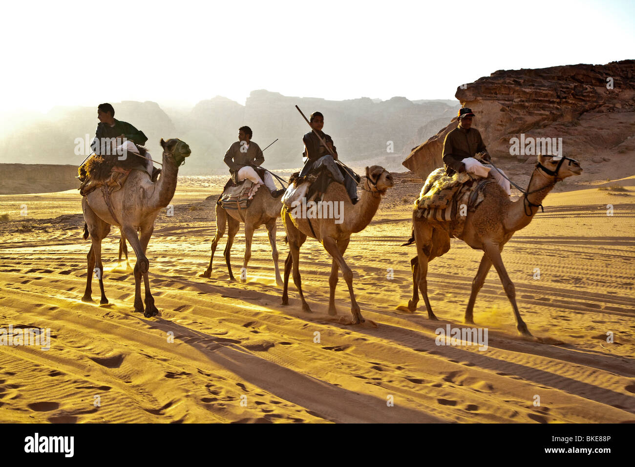 Camels being ridden in the Desert , Wadi Rum , Jordan Stock Photo - Alamy