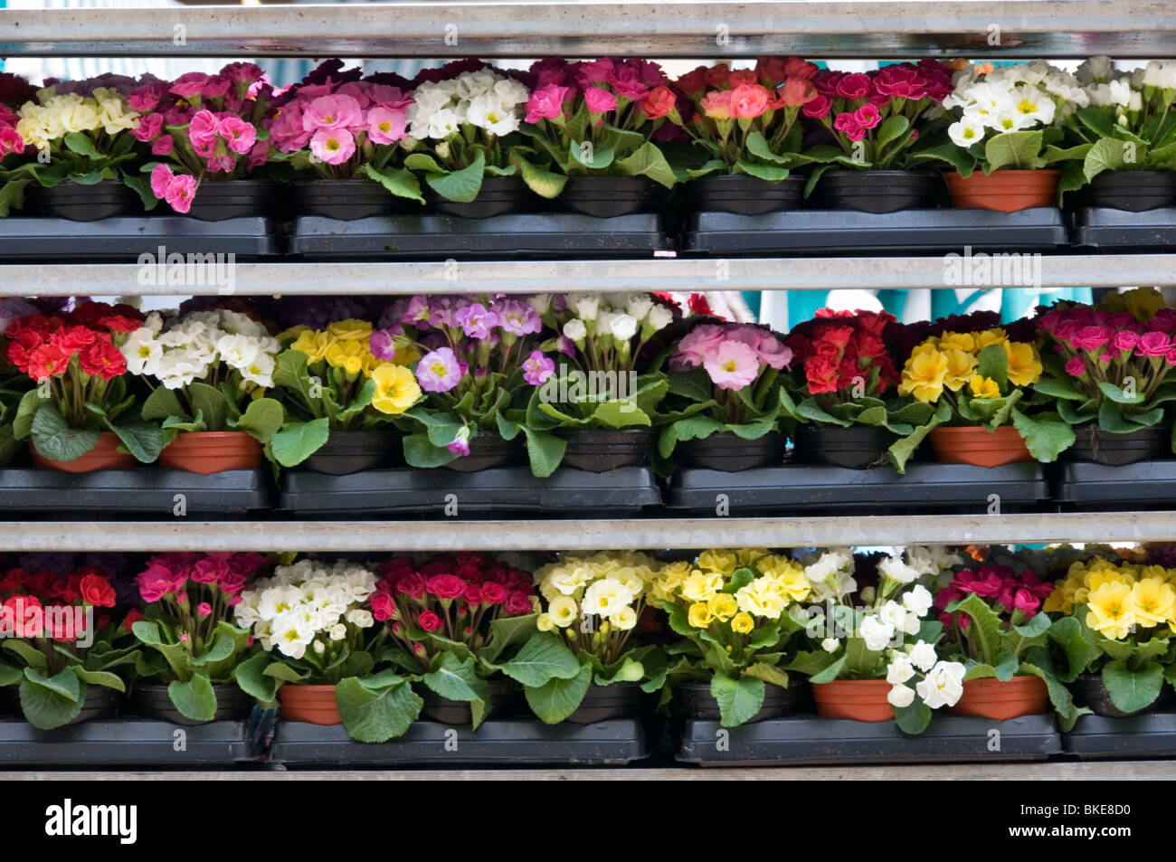 Annual bedding plants hires stock photography and images Alamy