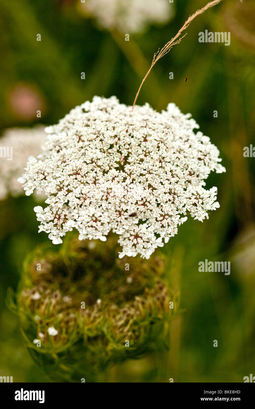 Wild Carrot Old fashioned meadow wild flowers showing Flower head and fruiting body Stock Photo