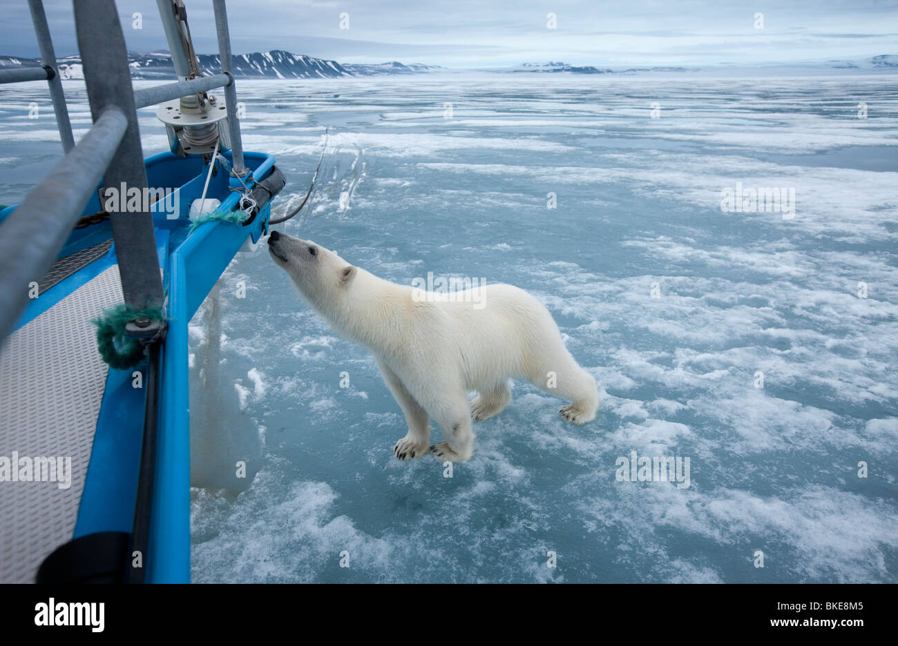 Norway Svalbard Nordaustlandet Curious Polar Bear (Ursus maritimus)  sniffing at yacht's bow in ice at Sabinebukta Bay on summer Stock Photo -  Alamy