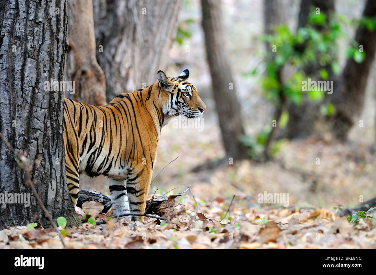 Tiger wild standing hi-res stock photography and images - Alamy