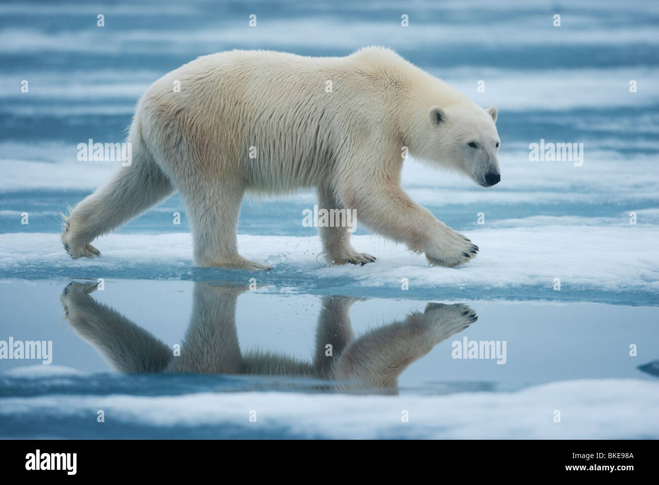 Norway, Svalbard, Nordaustlandet, Polar Bear (Ursus maritimus) walking across melting fjord ice in Sabinebukta Bay on summer day Stock Photo